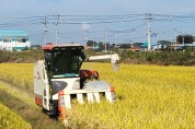 나주시, 밀 대체 품종 ‘가루쌀’ 첫 수확 결실