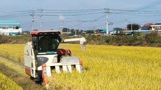 나주시, 밀 대체 품종 ‘가루쌀’ 첫 수확 결실